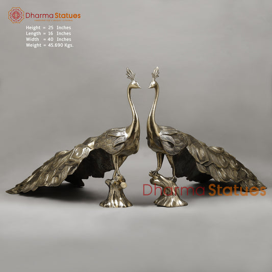 Brass Peacock, Fine Golden Finish, 25" (Single)